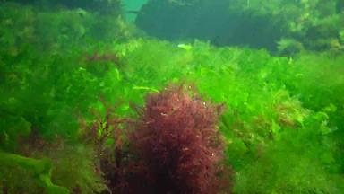 光合作用海<strong>水下景观</strong>绿色红色的棕色（的）藻类<strong>水下</strong>岩石浒苔石莼铈多音海湾敖德萨黑色的海