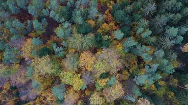 空中前视图秋天森林<strong>绿色</strong>黄色的树混合落叶松柏科的森林秋天森林色彩斑斓的森林空中视图风景优美的黄色的树林地