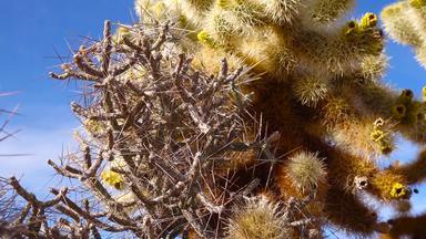 亚利桑那州铅笔Cholla长黄色的刺蓝色的天空圣诞节Chollatasajillo圆柱体钩端高蕨约书亚树国家公园