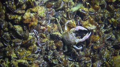臂骨六齿小螃蟹隐藏贻贝黑色的海