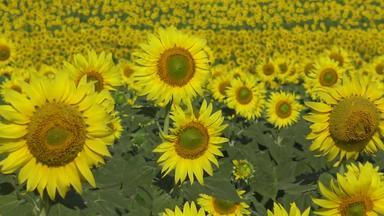 场盛开的向日葵常见的向日葵向日葵年金博尔格拉茨基区敖德萨地区乌克兰