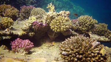 生活珊瑚礁静态视频珊瑚礁红色的海阿布配音美丽的<strong>水下景观</strong>热带鱼珊瑚埃及