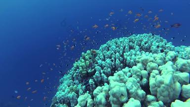静态视频杂项珊瑚礁红色的海阿布dubb美丽的<strong>水下景观</strong>热带鱼珊瑚生活珊瑚礁埃及