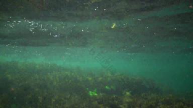 绿色棕色（的）藻类<strong>水下</strong>岩石cystoseirabarbata沿海区黑色的海保加利亚