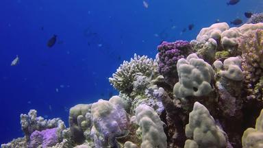 静态视频珊瑚礁红色的海阿布<strong>配音</strong>美丽的水下景观热带鱼珊瑚生活珊瑚礁埃及