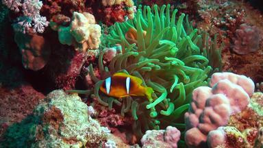 鱼红色的海红色的海anemonefish安菲普<strong>瑞恩</strong>bicinctus结婚了夫妇鱼游泳绿色海海葵共生的关系