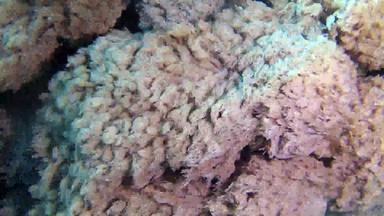 鱼珊瑚红色的海珊瑚礁红色的海阿布配音美丽的水下景观热带鱼珊瑚埃及