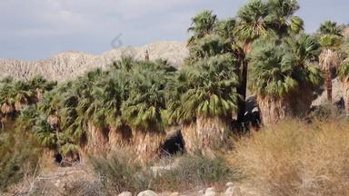 棕榈树上升沙漠千手掌绿洲科切拉谷保存绒毛手掌绿洲加州