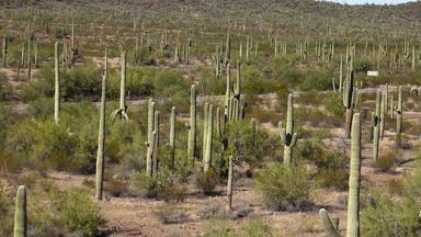 典型的<strong>沙漠景观</strong>仙人掌器官管仙人掌国家纪念碑器官管道仙人掌马鞭植物亚利桑那州