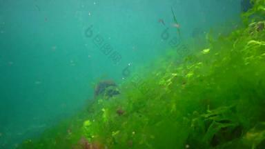 水下景观黑色的海绿色红色的棕色（的）藻类海底藻类摆动风暴