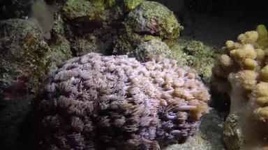 сoral礁红色的海阿布配音埃及美丽的<strong>水下景观</strong>热带鱼珊瑚生活珊瑚礁