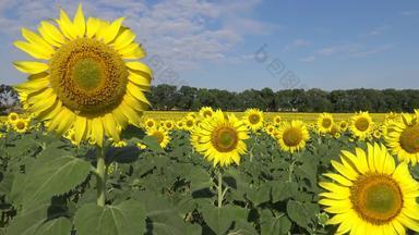 场盛开的向日葵常见的向日葵向日葵年金博尔格拉茨基区敖德萨地区乌克兰