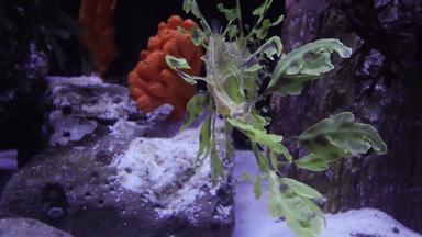 多叶的seadragon藻杜鲁斯eques游泳水搜索食物