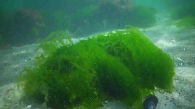 水下景观黑色的海绿色藻类浒苔海底藻类摆动风暴