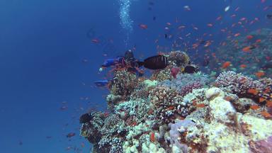 静态视频杂项珊瑚礁红色的海阿布dubb美丽的水下景观热带鱼珊瑚生活珊瑚礁埃及