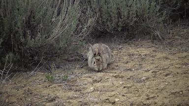 沙漠棉尾兔sylvilagus奥杜博尼犹他州美国