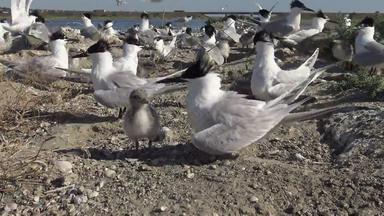 殖民地燕鸥桑迪岛噪音哭喂养鸟成人鸟派克雏鸟蒂利古尔斯基利曼河口乌克兰
