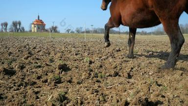 马运行很快尘土<strong>飞扬</strong>的场粘土尘土<strong>飞扬</strong>的飞蹄群混合马矮种马移动快受过严格训练的棕色（的）胡库尔栗斑驳的小马伊莎贝拉胡库尔慢运动