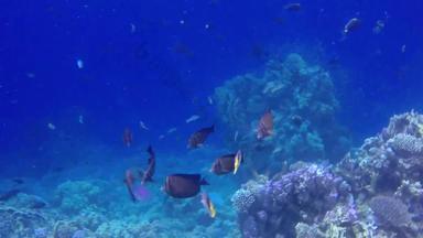 热带鱼吃水母珊瑚礁红色的海阿布配音美丽的水下景观热带鱼珊瑚生活珊瑚礁埃及