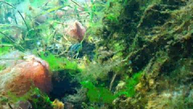 九脊棘鱼蓬吉特蓬吉特被称为ten-spined棘鱼淡水物种鱼鞘翅目家庭