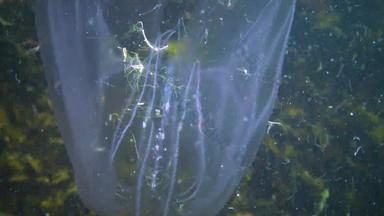 栉水母门动物梳子入侵者黑色的海水母助记符莱迪乌克兰