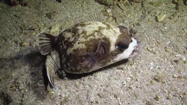 戴面具的河豚阿罗龙diadematus鱼狩猎晚上底沙子珊瑚礁红色的海3 月 19 日知道阿布达巴布埃及