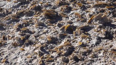 大晶体石膏粘土亚利桑那州沙漠盐湖白色金沙国家公园边境墨西哥