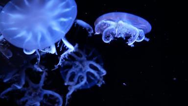 集团荧光水母游泳水族馆池透明的水母水下镜头发光的美杜莎移动水海洋生活壁纸背景