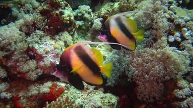 鱼红色的海红色的海旗鱼海尼奥克斯中间部鱼游泳珊瑚礁