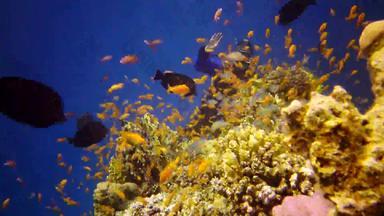 珊瑚礁红色的海阿布<strong>配音</strong>静态视频美丽的水下景观热带鱼珊瑚生活珊瑚礁埃及