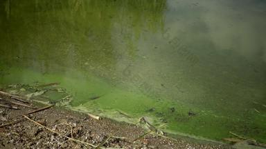 富<strong>营养</strong>化环境问题质量发展蓝绿色海藻微胞藻属绿脓杆菌被污染的富<strong>营养</strong>的湖亚尔帕格敖德萨地区乌克兰