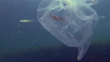 塑料袋海杀死虾塑料垃圾污染黑色的海