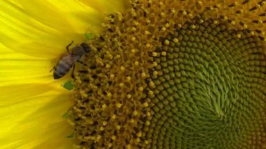 蜜蜂收集蜂蜜向日葵常见的向日葵向日葵年金