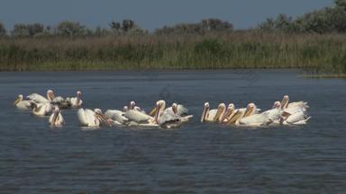 伟大的白色鹈鹕派莱卡努斯onocrotalus<strong>群鸟</strong>鱼河口图兹拉河口敖德萨地区乌克兰