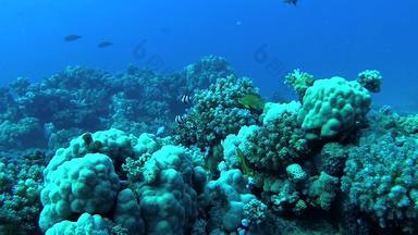 珊瑚礁红色的海阿布配音美丽的<strong>水下景观</strong>热带鱼珊瑚生活珊瑚礁埃及
