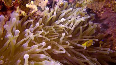红色的海anemonefish安菲普<strong>瑞恩</strong>bicinctus结婚了夫妇鱼游泳绿色海海葵共生的关系鱼红色的海