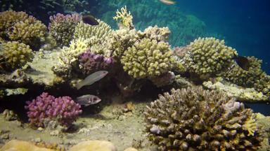 生活<strong>珊瑚</strong>礁静态视频<strong>珊瑚</strong>礁<strong>红</strong>色的海阿布配音美丽的水下景观热带鱼<strong>珊瑚</strong>埃及