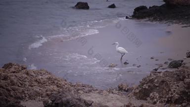 白色<strong>鹭鸟</strong>狩猎桑迪海岸珊瑚礁红色的海3 月 19 日知道阿布达巴布埃及
