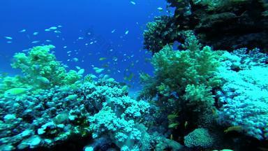 珊瑚礁红色的海阿布配音美丽的水下景观热带鱼珊瑚生活珊瑚礁埃及