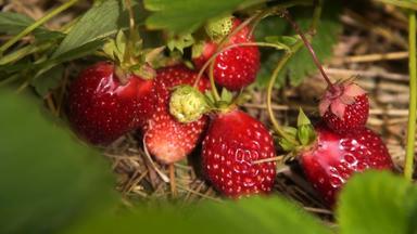 特写镜头拍摄<strong>草莓</strong>植物成熟的红色的浆果