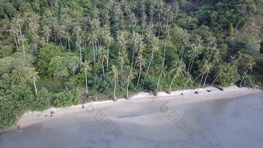 空中视图椰子树