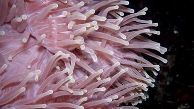 异形目不错啊华丽的海海葵ritteri海葵