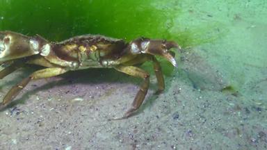 大绿色蟹卡西努斯maenas运行快沙子攻击潜水员的手指侵入性的物种黑色的海