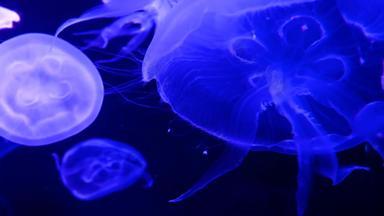 集团荧光水母游泳水族馆池透明的水母水下镜头发光的美杜莎移动水海洋生活壁纸背景