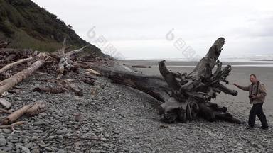 太平洋海岸摄影师检查宽海滩黑色的火山石头树树干奥运国家公园美国华盛顿