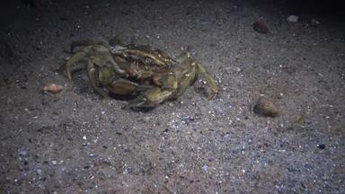 大绿色蟹卡西努斯maenas运行快沙子蟹抓住了隐士蟹吃