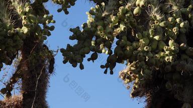 仙人掌狗乔拉圆柱体spinosior背景蓝色的天空亚利桑那州美国