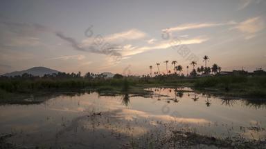 间隔拍摄日出椰子农场种植园
