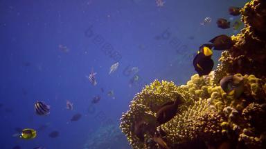 珊瑚礁红色的海阿布配音静态视频美丽的水下景观热带鱼珊瑚生活珊瑚礁埃及