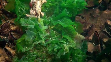 蟹铺设鸡蛋水pilumnushirtellus易怒的蟹多毛的蟹物种欧洲蟹